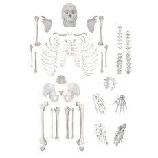 Full Disarticulated Human Skeleton