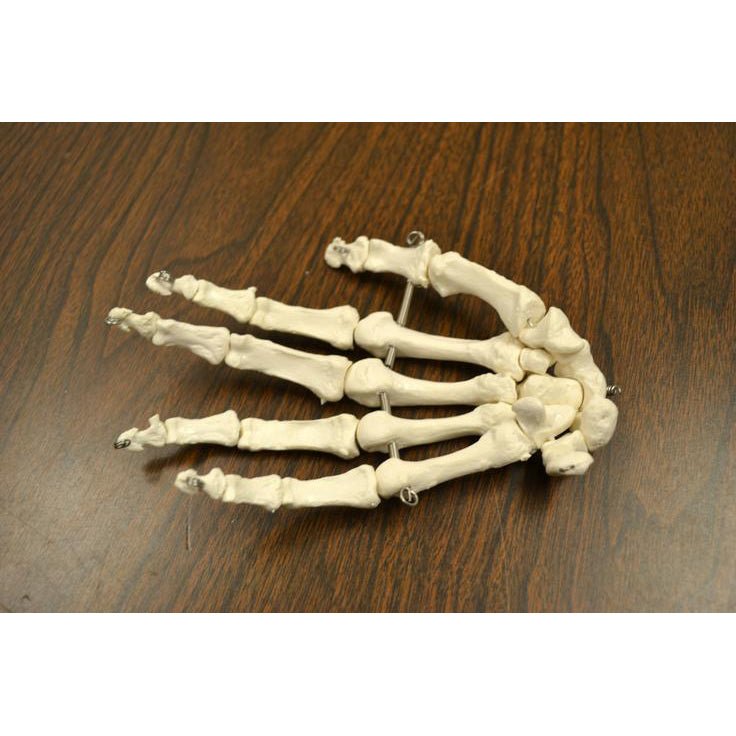 Real Full Skeleton