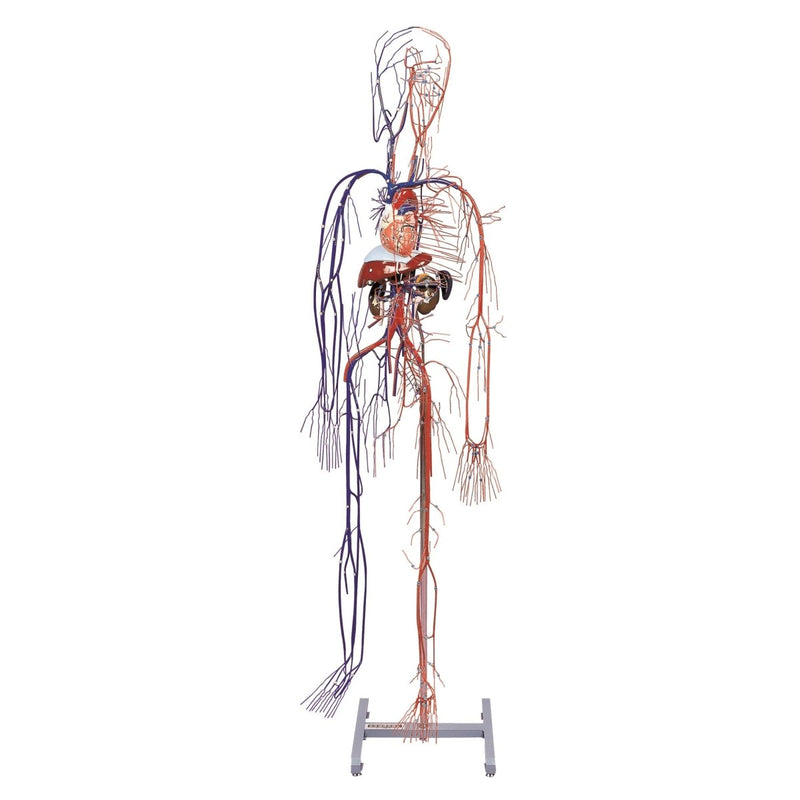 Full-Figure Circulatory System Model