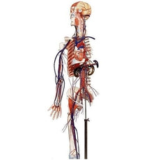 Full-Figure Circulatory System with Half Skeleton