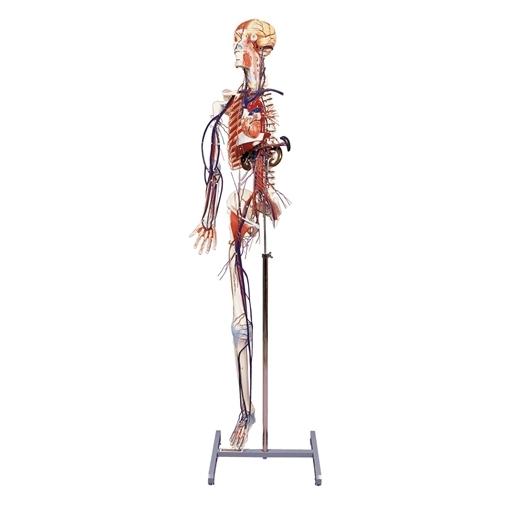 Full-Figure Circulatory System with Half Skeleton