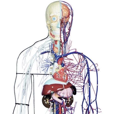 Full-Figure Nervous and Circulatory System