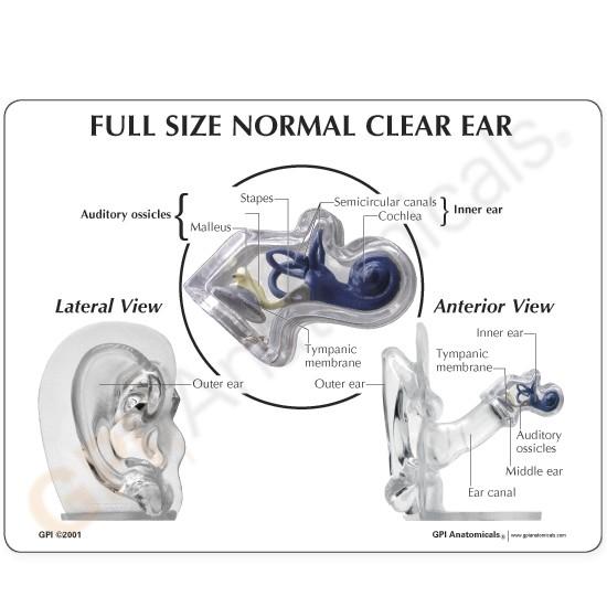 Neoclear Ear Full Size Normal Clear Ear – GTSimulators.com