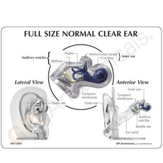 Full Size Normal Clear Ear