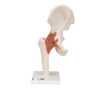 Functional Hip Joint Model
