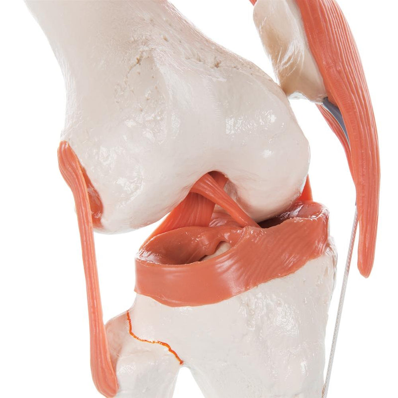 Functional Knee Joint Model