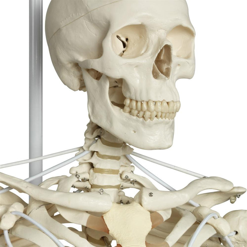 Functional Physiological Skeleton, Frank, Posable