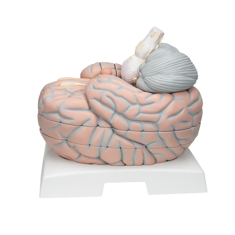 Giant Brain, 2.5x full-size, 14 part