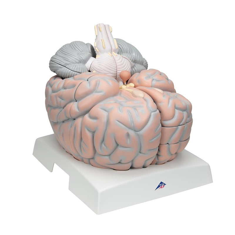 Giant Brain, 2.5x full-size, 14 part