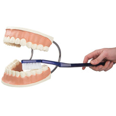 Dentition GPI 2860, modèle dentaire, Modèle dentaire