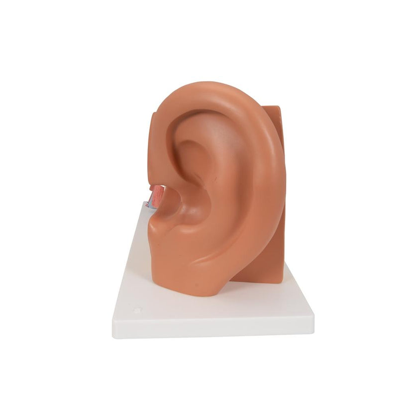 Giant Ear Model, 3x Life Size, 4-part