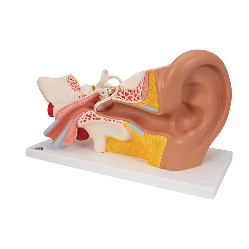 Giant Ear Model, 3x Life Size, 4-part