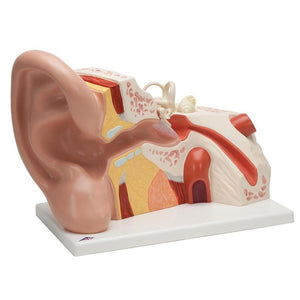 Ear Modelsm Human Ear Models | Medical Ear Models | Teaching Ear Models ...