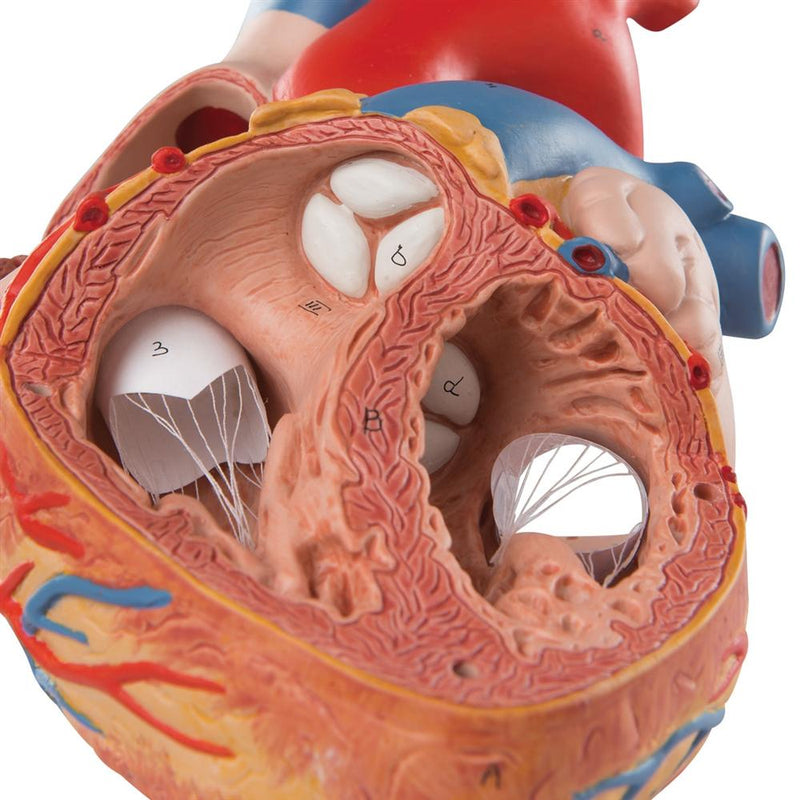 Giant Heart, 2-times life-size, 4-part