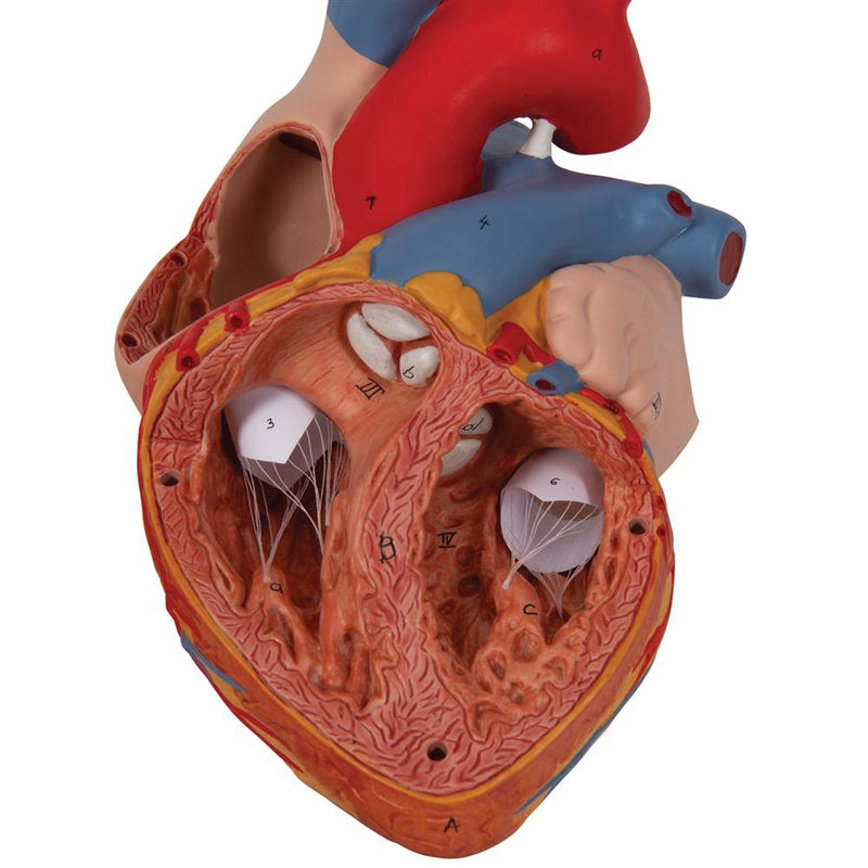 Giant Heart, 2-times life-size, 4-part