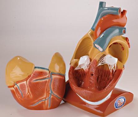 Giant Heart Model with Pericardium and Diaphragm (0101-00)