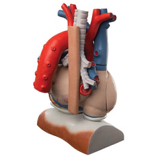 Giant Heart on Diaphragm, 3x life size, 10 part