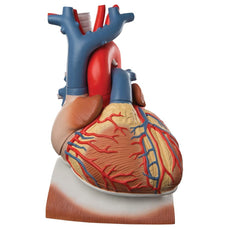 Giant Heart on Diaphragm, 3x life size, 10 part