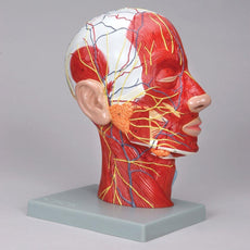 Half-Head Model with Muscles, Blood Vessels and Nerve Branches