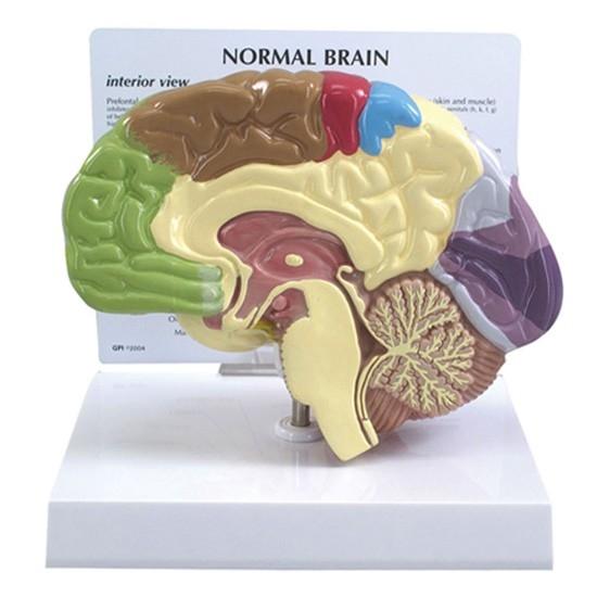 Half Human Brain Sensory-Motor Model