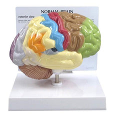 Half Human Brain Sensory-Motor Model