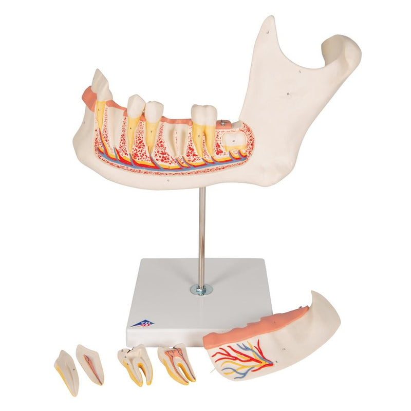 Half Lower Jaw Model, 3 times full-size, 6 part