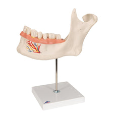 Half Lower Jaw Model, 3 times full-size, 6 part