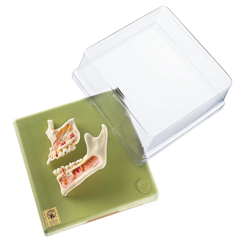 Half of the Upper and Lower Jaw