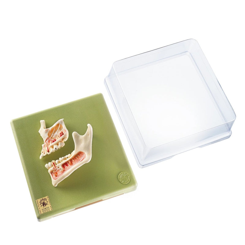 Half of the Upper and Lower Jaw