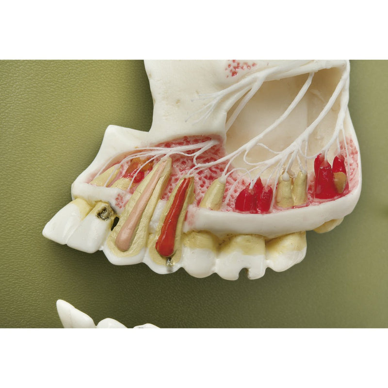 Half of the Upper and Lower Jaw