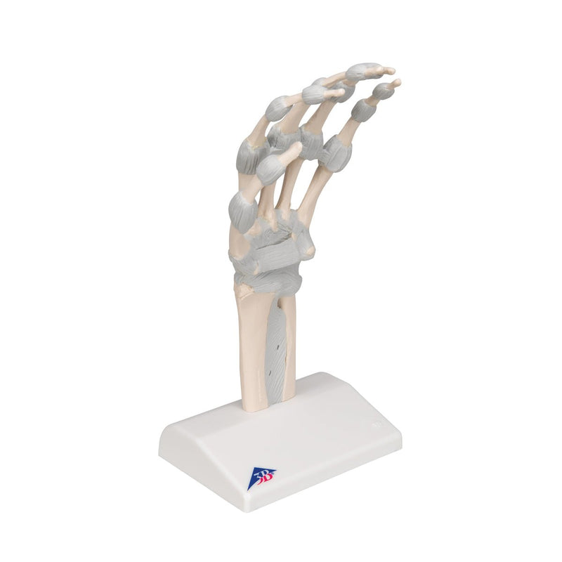 Hand Skeleton Model with Elastic Ligaments