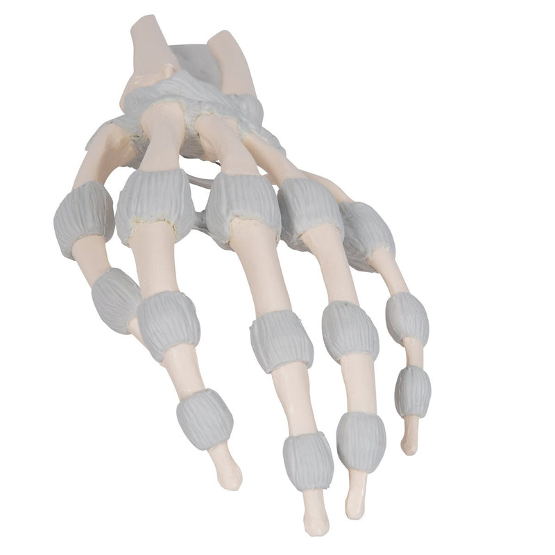 Hand Skeleton Model with Elastic Ligaments