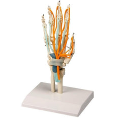 Hand Skeleton Model with Tendons, Nerves and Carpal Tunnel