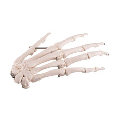 Hand Skeleton Wire Mounted