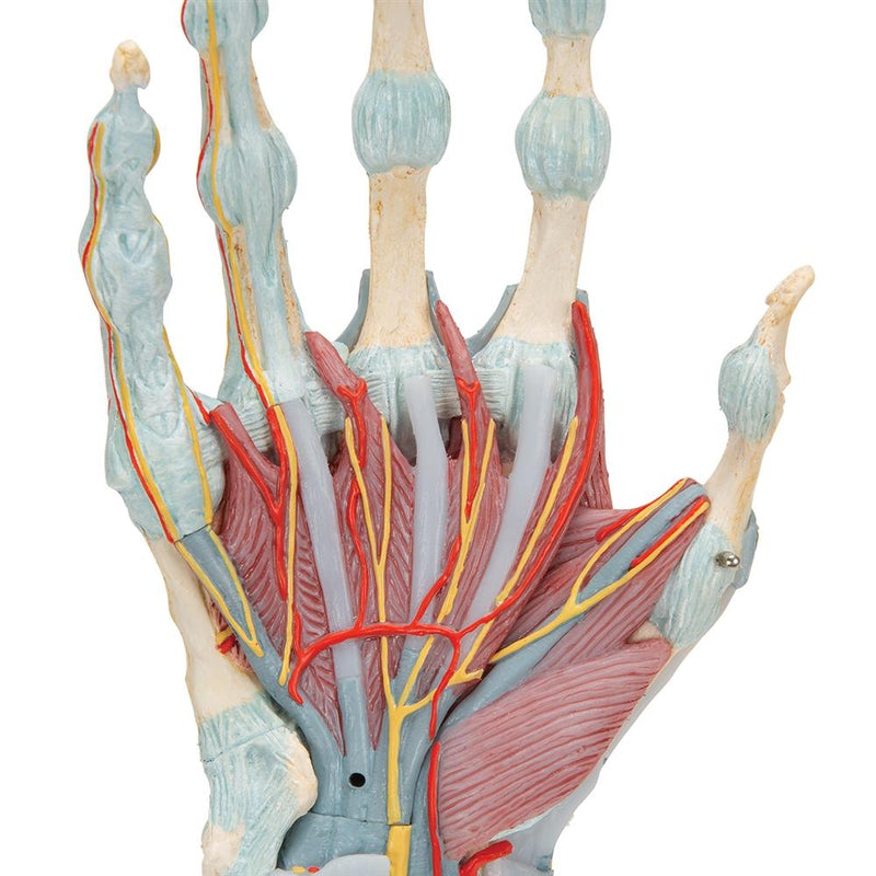 Hand Skeleton with Ligaments and Muscles