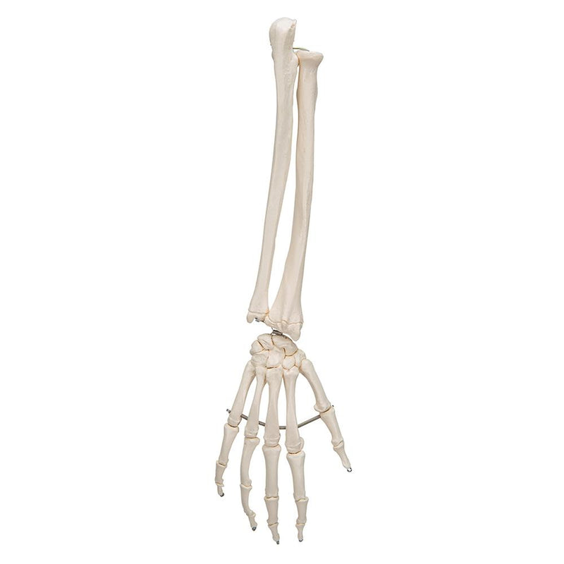 Hand Skeleton with portions of ulna and radius