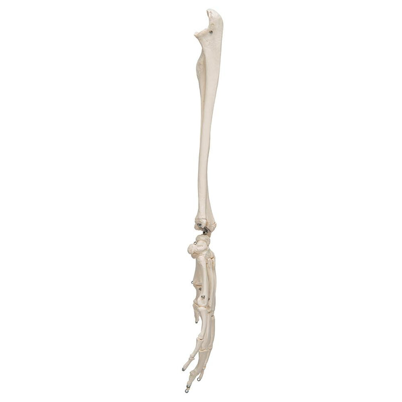 Hand Skeleton with portions of ulna and radius