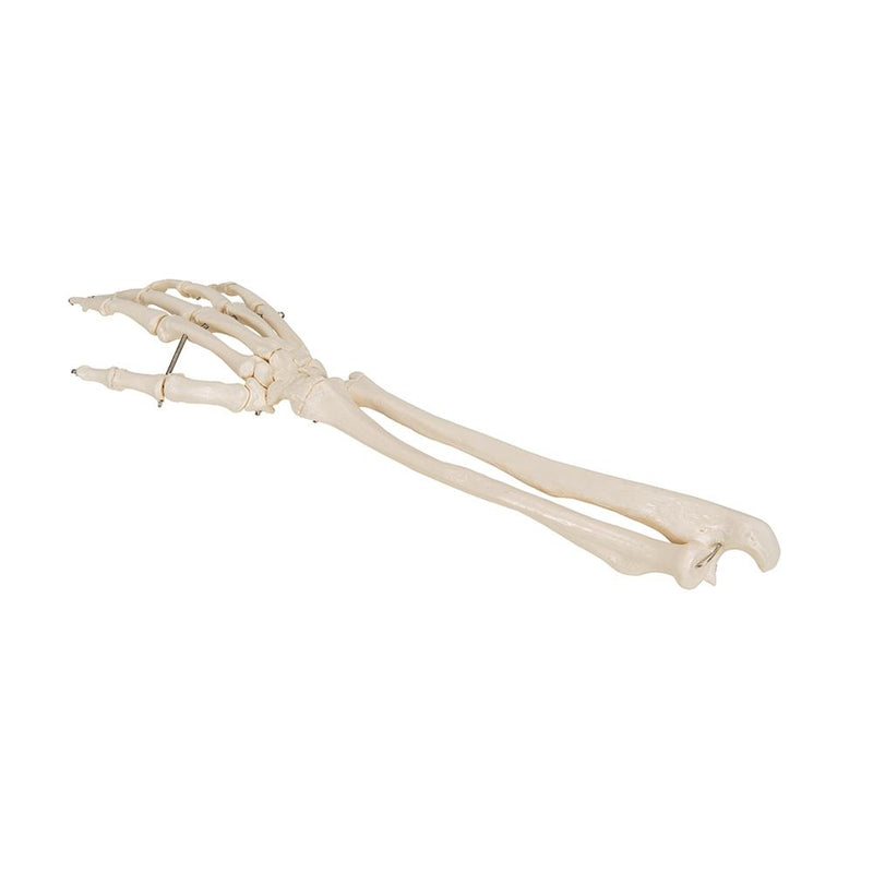 Hand Skeleton with portions of ulna and radius