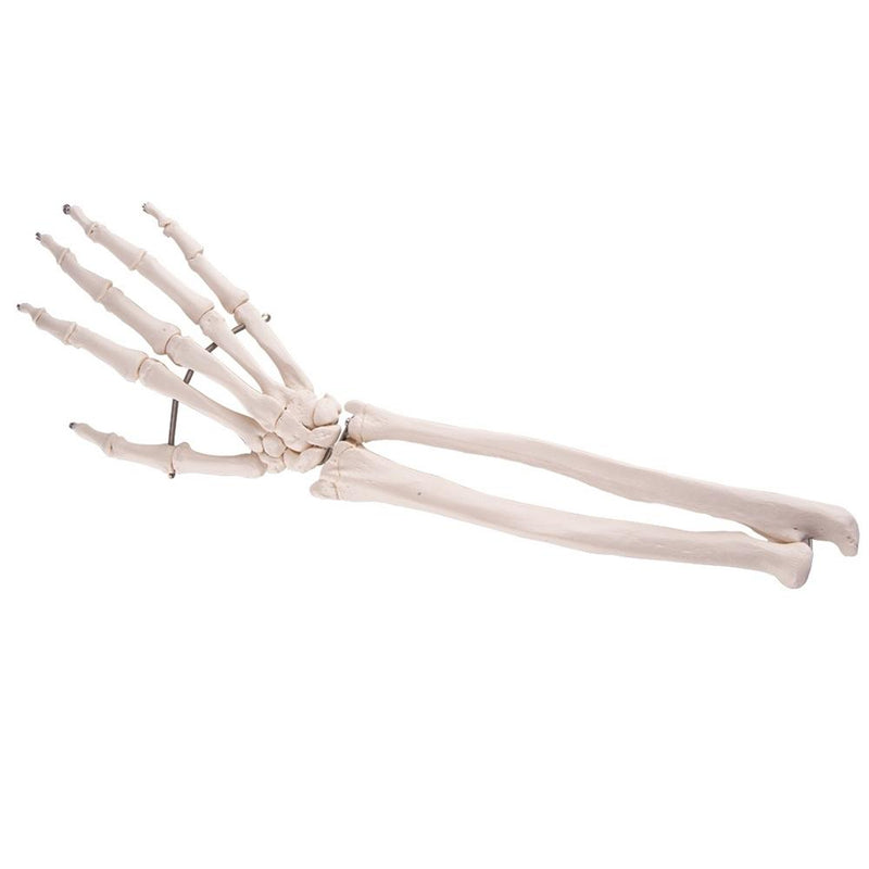 Hand Skeleton with portions of ulna and radius