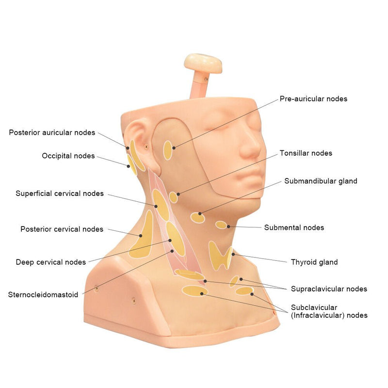 Head and Neck Palpation Trainer