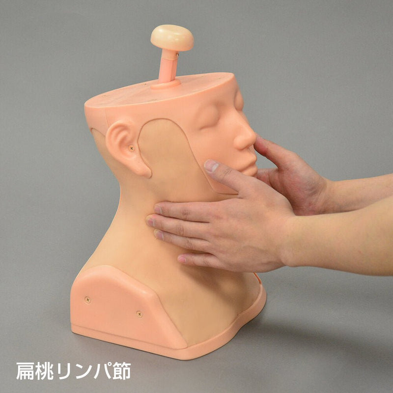 Head and Neck Palpation Trainer