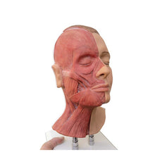 Head For Facial Injections, Half Sided Muscles
