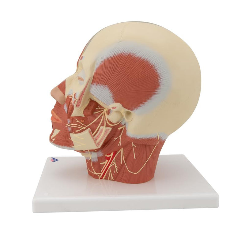 Head Musculature Model with Nerves