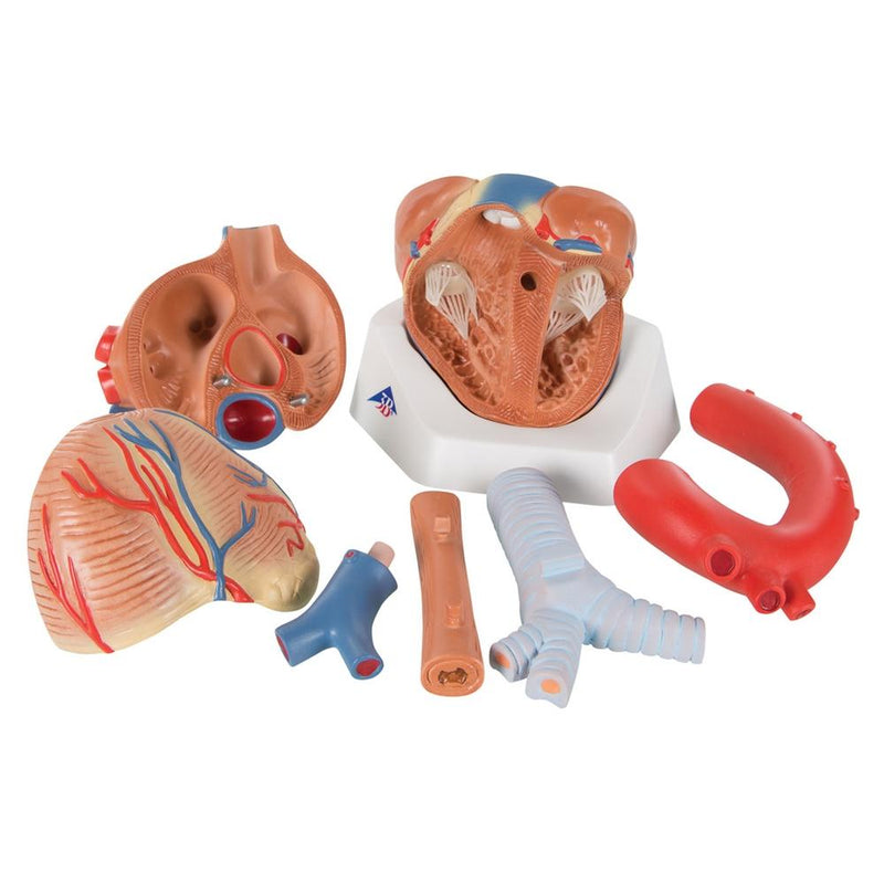 Heart Anatomy Model, 7-part