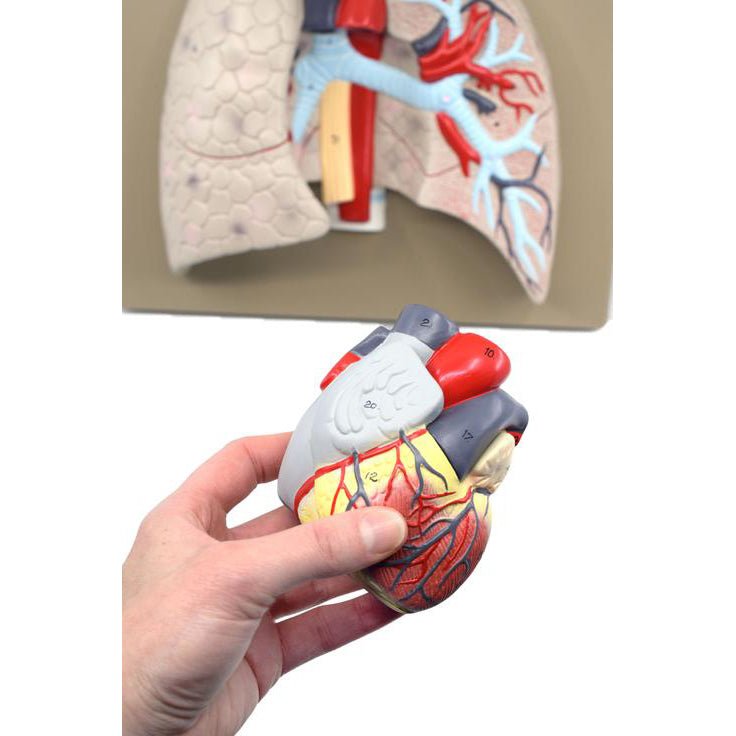 Heart and Lung Model, 5 part