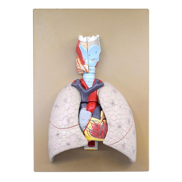Heart and Lung Model, 5 part