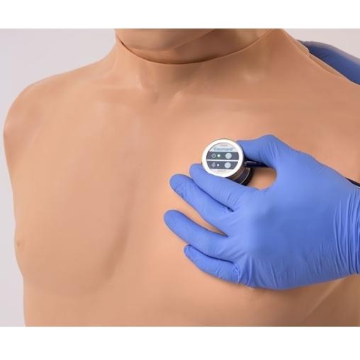 Heart and Lung Sounds Adult Torso, Light