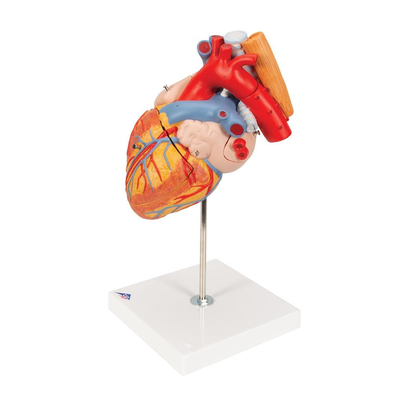 Heart with Esophagus and Trachea, 2x life size, 5 part
