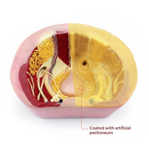 Herniorrhaphy Surgery Simulator