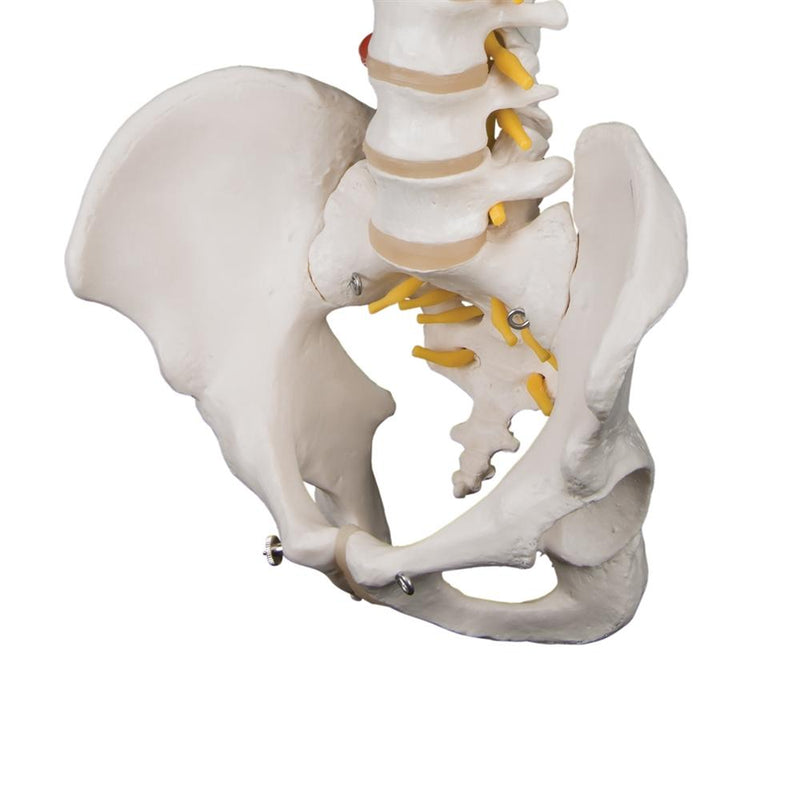 Highly Flexible Spine Model